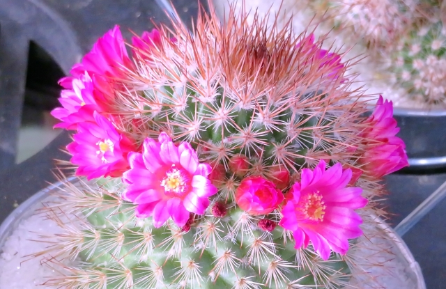 パロディア属 サボテンの花