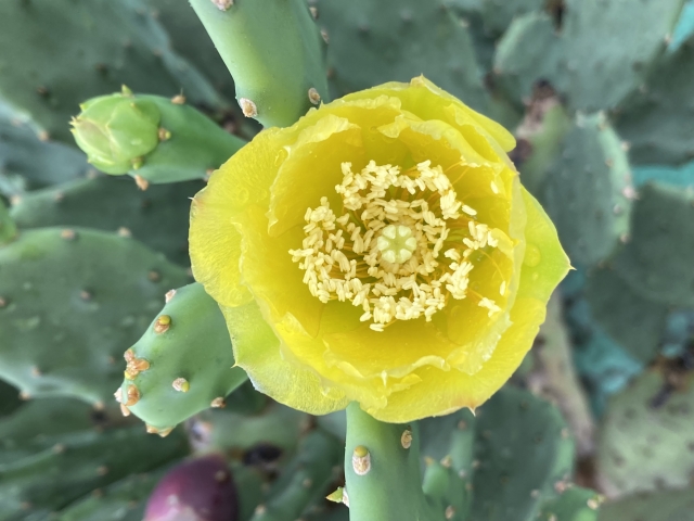 サボテン　オプンチア の花